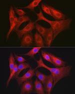 GTPBP9 Antibody in Immunocytochemistry (ICC/IF)