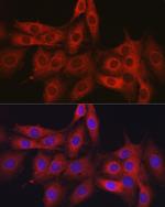 GTPBP9 Antibody in Immunocytochemistry (ICC/IF)