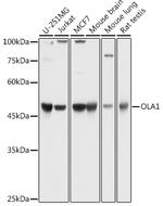 GTPBP9 Antibody in Western Blot (WB)