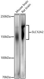 NKCC1 Antibody in Western Blot (WB)