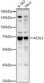 ACSL3 Antibody in Western Blot (WB)