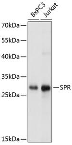 SPR Antibody in Western Blot (WB)