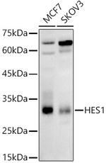 HES1 Antibody in Western Blot (WB)