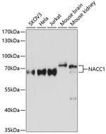 NAC1 Antibody in Western Blot (WB)