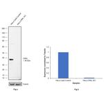 CrkL Antibody in Western Blot (WB)