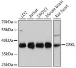 CrkL Antibody in Western Blot (WB)