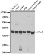 FEN1 Antibody in Western Blot (WB)