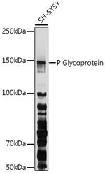 P-Glycoprotein Antibody in Western Blot (WB)