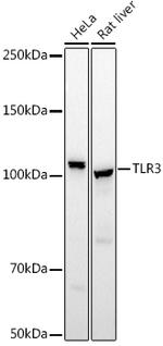 TLR3 Antibody in Western Blot (WB)