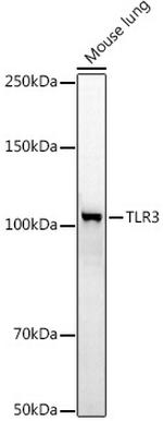 TLR3 Antibody in Western Blot (WB)