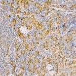 RAB5 Antibody in Immunohistochemistry (Paraffin) (IHC (P))