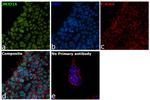 JMJD1A Antibody in Immunocytochemistry (ICC/IF)