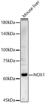 NOX1 Antibody in Western Blot (WB)