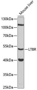 LTBR Antibody in Western Blot (WB)