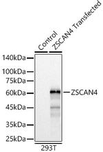 ZSCAN4 Antibody in Western Blot (WB)