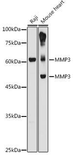 MMP3 Antibody in Western Blot (WB)