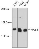 RPL38 Antibody in Western Blot (WB)