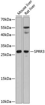 SPRR3 Antibody in Western Blot (WB)