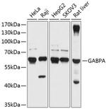 GABPA Antibody in Western Blot (WB)