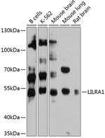 LILRA1 Antibody in Western Blot (WB)