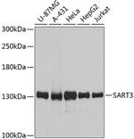 SART3 Antibody in Western Blot (WB)