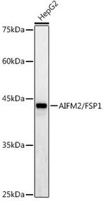 AMID Antibody in Western Blot (WB)