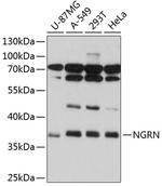 NGRN Antibody in Western Blot (WB)