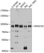 DNAJC10 Antibody in Western Blot (WB)