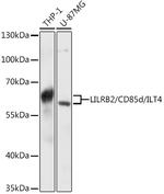 LILRB2 Antibody in Western Blot (WB)