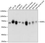 WDR1 Antibody in Western Blot (WB)