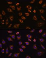 CDH11 Antibody in Immunocytochemistry (ICC/IF)