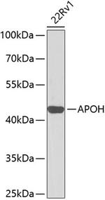 Apolipoprotein H Antibody in Western Blot (WB)