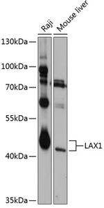 LAX1 Antibody in Western Blot (WB)