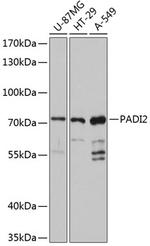 PADI2 Antibody in Western Blot (WB)