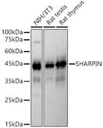 SHARPIN Antibody in Western Blot (WB)