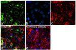 ALDH2 Antibody in Immunocytochemistry (ICC/IF)