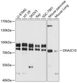 DNAJC10 Antibody in Western Blot (WB)