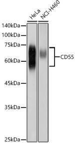 CD55 Antibody in Western Blot (WB)