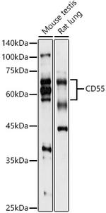 CD55 Antibody in Western Blot (WB)