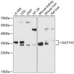 SULT1A3 Antibody in Western Blot (WB)