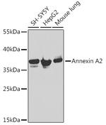 Annexin A2 Antibody in Western Blot (WB)