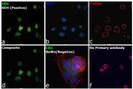 ERG Antibody