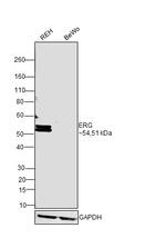 ERG Antibody in Western Blot (WB)