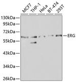 ERG Antibody in Western Blot (WB)