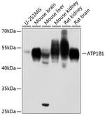 ATP1B1 Antibody in Western Blot (WB)