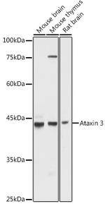 Ataxin 3 Antibody in Western Blot (WB)