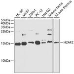 Histone H2A.Z Antibody in Western Blot (WB)