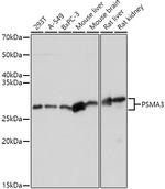 PSMA3 Antibody in Western Blot (WB)