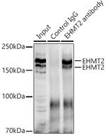 EHMT2 Antibody in Immunoprecipitation (IP)