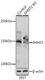 EHMT2 Antibody in Western Blot (WB)